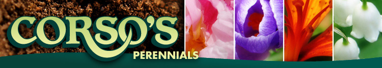 Corsos' Perennials